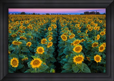 Framed Dawn Sunflowers Print