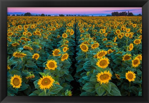 Framed Dawn Sunflowers Print