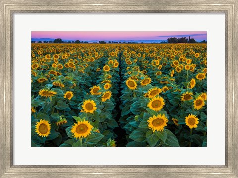 Framed Dawn Sunflowers Print