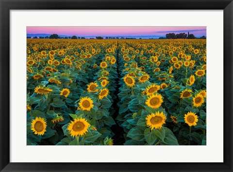 Framed Dawn Sunflowers Print