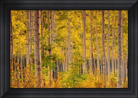 Framed Independence Pass Print