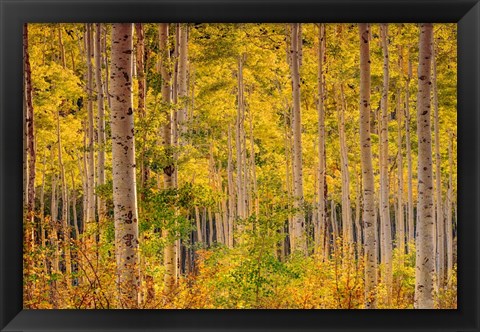 Framed Independence Pass Print