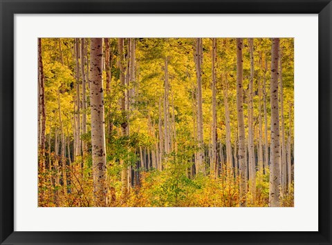 Framed Independence Pass Print