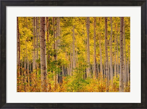 Framed Independence Pass Print