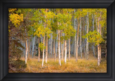 Framed June Lake Aspen Print