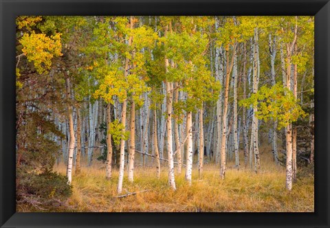 Framed June Lake Aspen Print