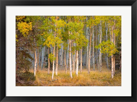 Framed June Lake Aspen Print