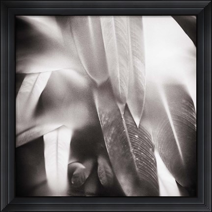 Framed Evergreen No. 4 Print
