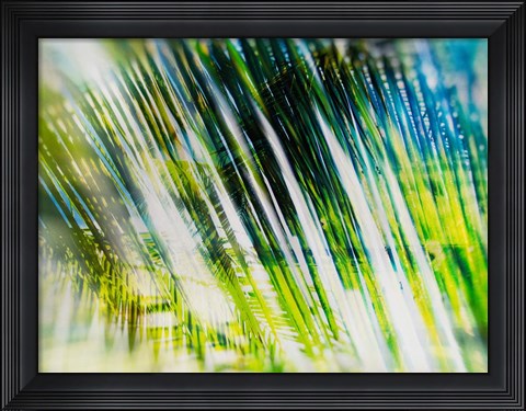 Framed Evergreen No. 6 Print