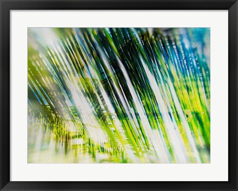 Framed Evergreen No. 6 Print