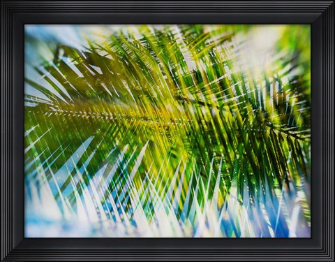 Framed Evergreen No. 9 Print