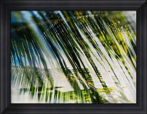 Framed Evergreen No. 10 Print