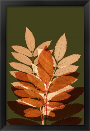 Framed Fall Leaves 4 Print