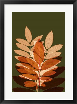 Framed Fall Leaves 4 Print