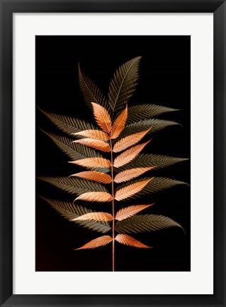 Framed Fall Leaves 6 Print