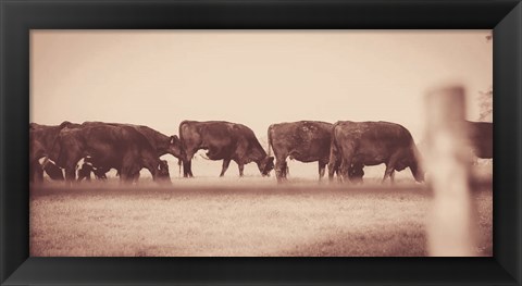 Framed Cattle Row Print