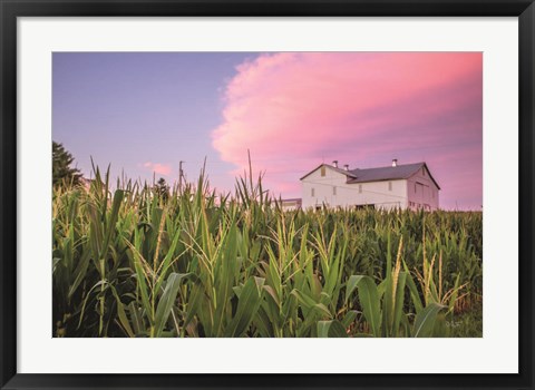 Framed Corn Crop Print