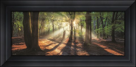 Framed Sun Rays in the Forest I Print
