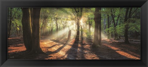 Framed Sun Rays in the Forest I Print