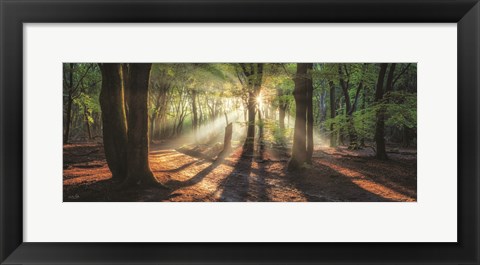 Framed Sun Rays in the Forest I Print