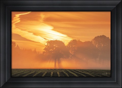 Framed Morning Glory Print