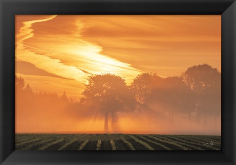 Framed Morning Glory Print