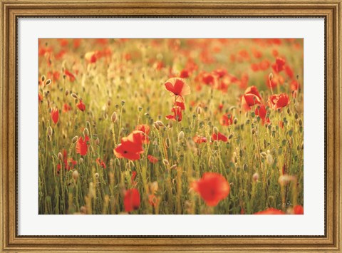 Framed Poppy Field I Print