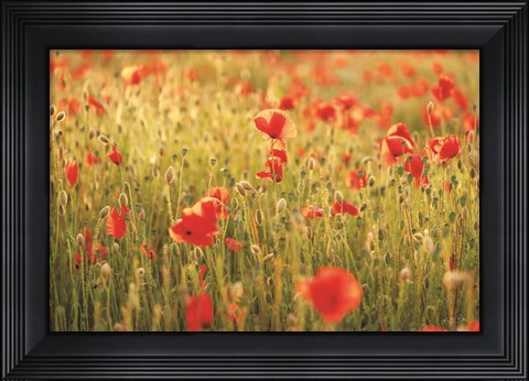 Framed Poppy Field I Print