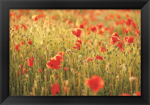 Framed Poppy Field I Print