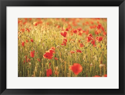 Framed Poppy Field I Print