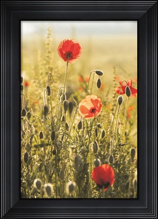 Framed Poppy Field II Print