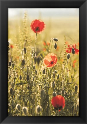 Framed Poppy Field II Print