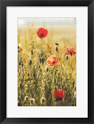 Framed Poppy Field II Print