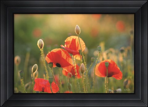 Framed Poppy Field III Print