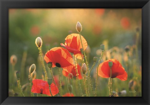 Framed Poppy Field III Print