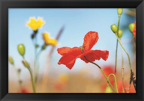 Framed Summer Flowers Print