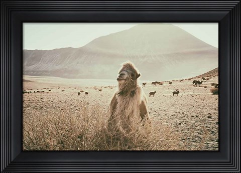 Framed Desert Camel Print
