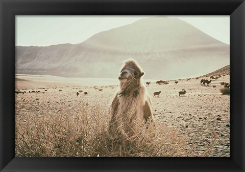 Framed Desert Camel Print