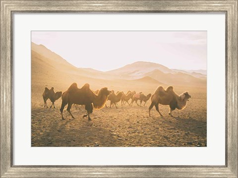 Framed Camels on the Move Print