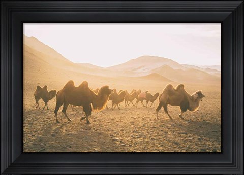 Framed Camels on the Move Print
