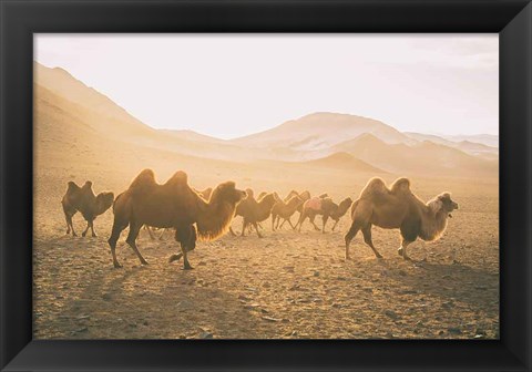 Framed Camels on the Move Print