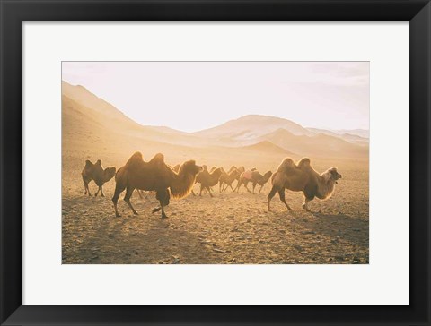 Framed Camels on the Move Print