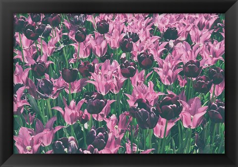 Framed Tulip Botanical Print