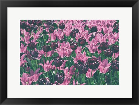 Framed Tulip Botanical Print
