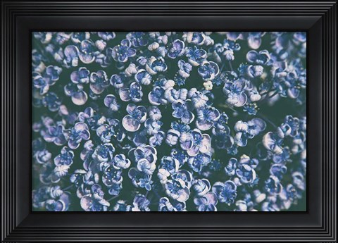Framed Lilac Closeup Print
