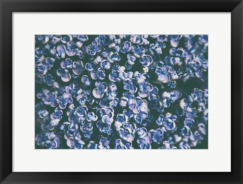 Framed Lilac Closeup Print