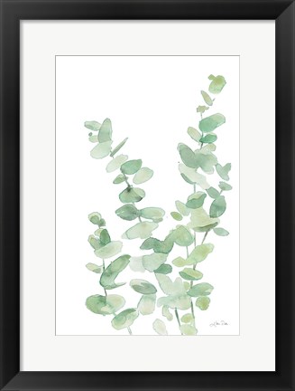 Framed Eucalyptus II Print