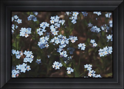 Framed Forget Me Nots I Print