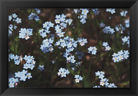 Framed Forget Me Nots I Print