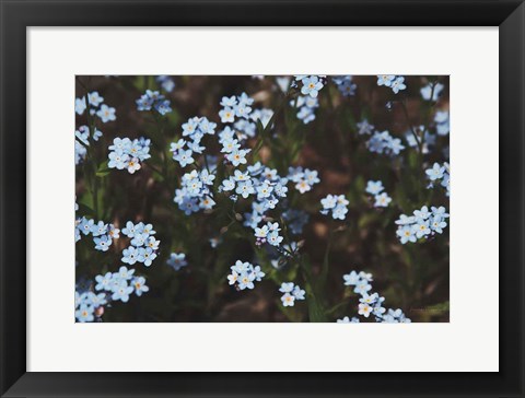 Framed Forget Me Nots I Print